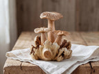Chanterelle Mushroom Sculpture: Parasite Wood Fungi, Home Decor Wooden art
