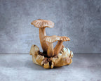 Chanterelle Mushroom Sculpture: Parasite Wood Fungi, Home Decor Wooden art
