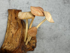 Hand-carved wooden mushroom wall sculpture
