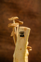 Wild mushroom wall decor