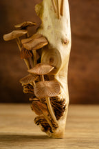 Wild mushroom wall decor