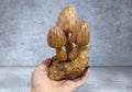 Morel Mushroom