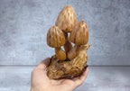 Morel Mushroom Sculpture