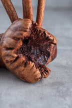 Close-up of a parasite wood rose with a blurred background