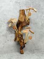 Hand-carved wooden mushroom wall sculpture