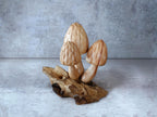 Morel Mushroom Sculpture
